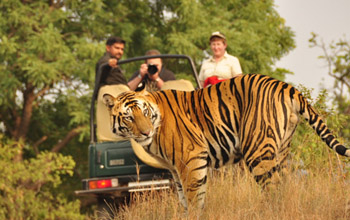 Hotel in Ranthambore