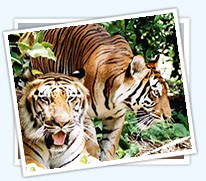 ranthambore car Hire