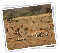 ranthambore tour by Taxi Services
